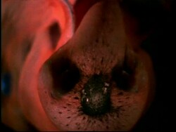 Vampire squid (Vampyroteuthis diabolus) Stock Footage