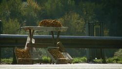 Romanian roadside fruit/vegetable sellers 3 Stock Footage