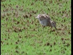 MCU Common snipe foraging, South America Stock Footage