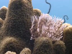 Feather star in strong current, Southern Visayas, Philippines Stock Footage