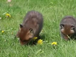 MS Red fox cubs in meadow smelling grass / vieux pont en auge, Normandy, France Stock Footage