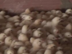 Chicken farm Stock Footage