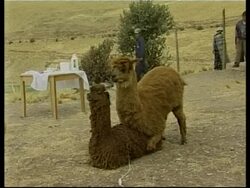 Andes lab working to genetically improve Alpaca wool quality News Clip