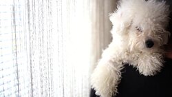 Man and his dog Stock Footage