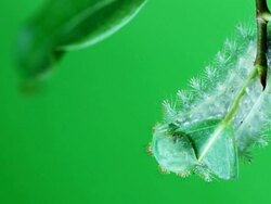 Green caterpillar eating leaf Stock Footage