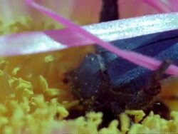 Monkey beetle (Scelophysa trimeni) pair mate on pink flower while 2nd male lurks, Namaqualand, South Africa Stock Footage