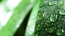 Wet Green Leaves Stock Footage
