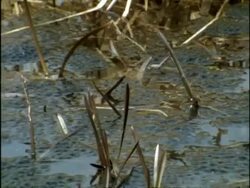 MS Pan left, Frogspawn floating at water surface, England Stock Footage