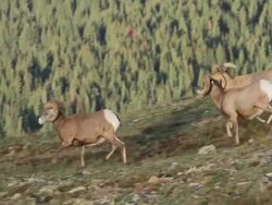 MS TS Shot of herd of bighorn rams running down hillside with few head butts included mountain/ Grand Lake, Colorado, United States Stock Footage