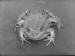 Frog Jumping Contest in Frankfurt, Germany Stock Footage