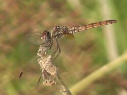 Dragonfly Stock Footage