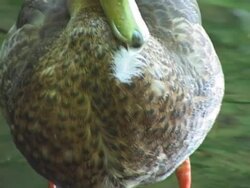 duck in the lake Stock Footage