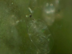 Daphnia water flea on algae Stock Footage