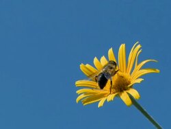 NTSC: Bee in spring Stock Footage
