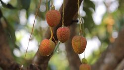 Sapindaceae close on tree is fruit in Thailand. Part 5 Stock Footage