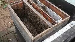 Beekeeper getting honey from the bee box Stock Footage