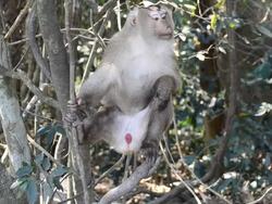 Monkey sitting on a tree in Khao Yai National Park Stock Footage