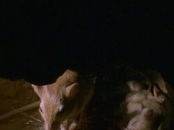 CU Tilt down to Sundevall's Jird family sleeping in burrow, Oman Stock Footage