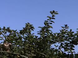 Long eared Owl, Asio otus, taking off from apple tree, Normandy, France Stock Footage