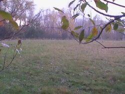 Hail Storm! Stock Footage