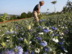 Cultivation of medicinal plants. Stock Footage