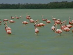 Pink Flamingoes Floating in Celestun Mexico Stock Footage