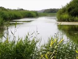 Swamp area, pond with reed Stock Footage