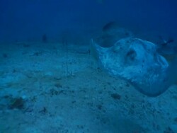 Marble stingray (Taeniura meyeni) group swim through frame, Maldives Stock Footage