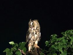 MS Shot of Long Eared Owl Flapping Wings / Vieux Pont en Auge, Normandy, France Stock Footage