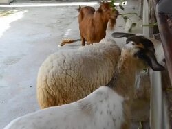 Feeding the goats and sheep. Stock Footage