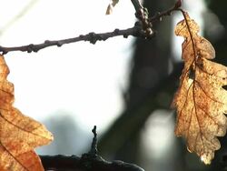 HD: Leaves in autumn Stock Footage