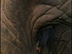 CU Indian Elephant, Elephas maximus eye, Western Ghats, India Stock Footage