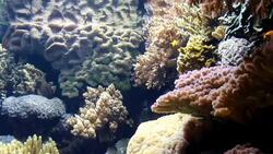Coral Reef Stock Footage
