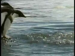 MS Adelie Penguins, Pygoscelis adeliae, jumping into water, Antarctica Stock Footage