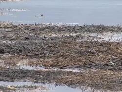 Seaweed floating by the Shore Stock Footage
