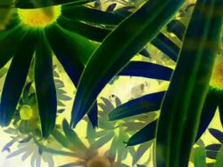 YELLOW CONEFLOWERS : green and blue, unilateral (LOOP) Stock Footage