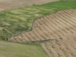 aerial view of mixed-use agricultural landscape showing olive plantations and cereal (wheat and barley) fields Stock Footage