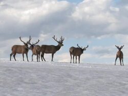 MS Shot of bull elk standing on tundra snowfield / Grand Lake, Colorado, United States Stock Footage