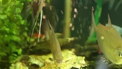 fishes in the tank Stock Footage