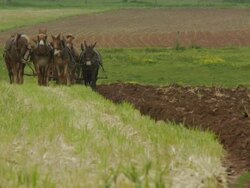 Amish Boy And Horses Plowing Field Stock Footage