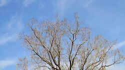 Moving of Bodhi Tree Leafs in blue sky day Stock Footage