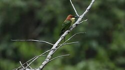 The life of Birds Stock Footage