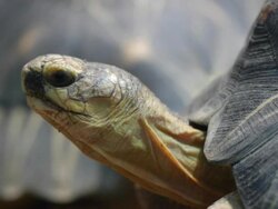 Radiated Tortoise Stock Footage