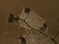 spiderweb, Israel Stock Footage