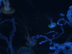 HD: Glowing squid Stock Footage