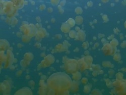 Jellyfish Stock Footage
