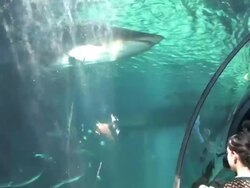 MS TU People viewing sharks at two oceans aquarium / Unspecified, Western Cape, South Africa Stock Footage