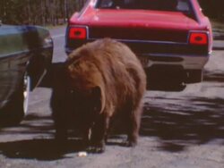 Yosemite Bears Stock Footage