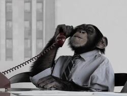Monkey Business Office Stock Footage