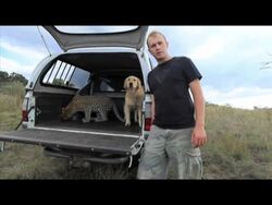 Salati the Leopard And Tommy the Dog Best Friends Stock Footage